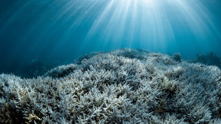 Bleached coral reef