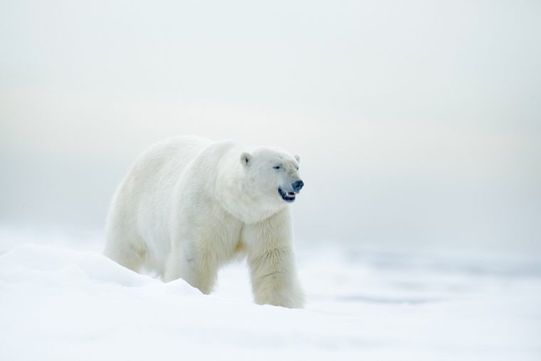 Polar bear